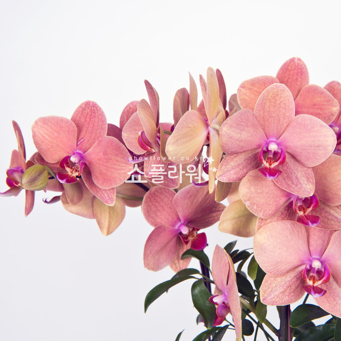 상세이미지