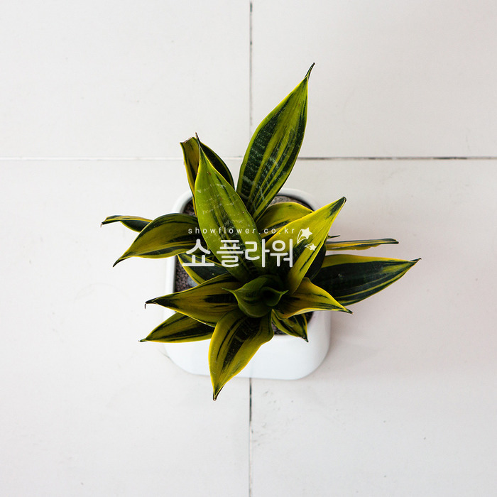 상세이미지