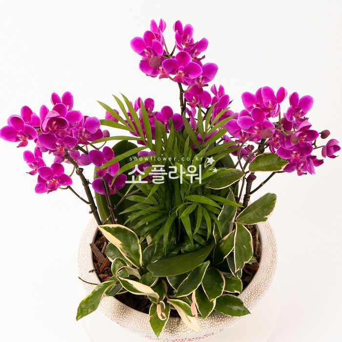 상세이미지