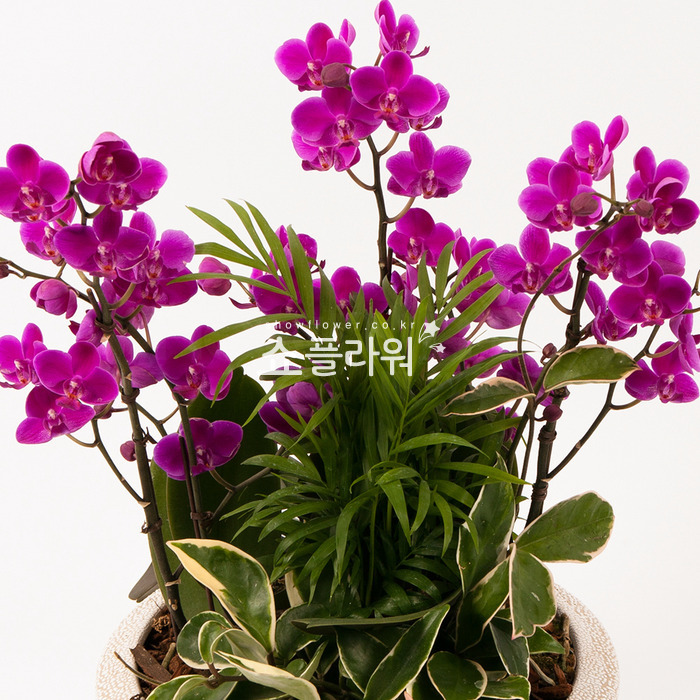 상세이미지