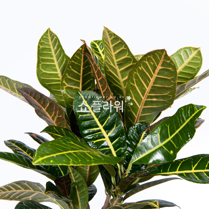 상세이미지