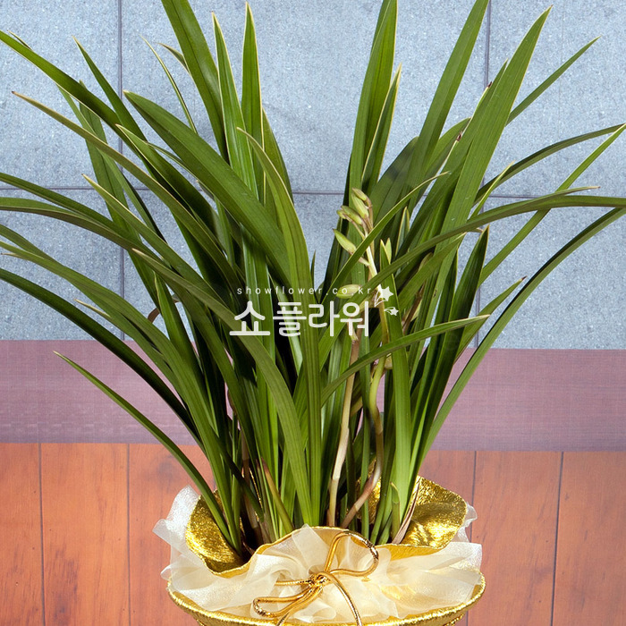 상세이미지