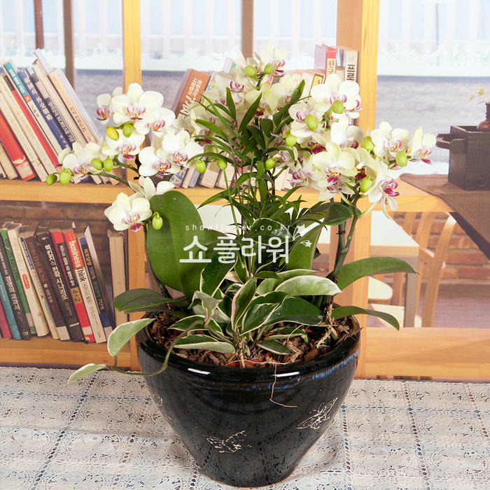 상세이미지