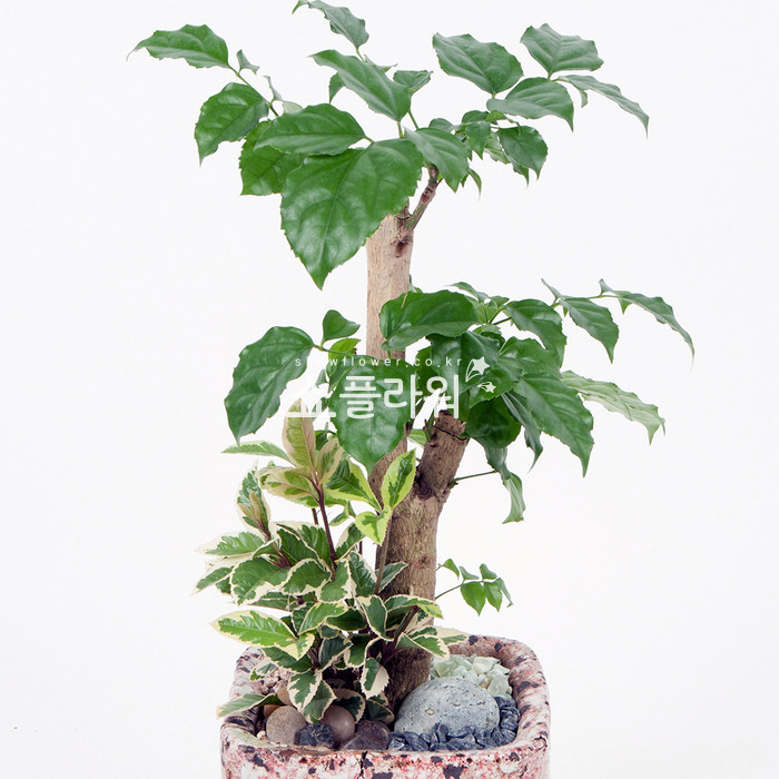상세이미지