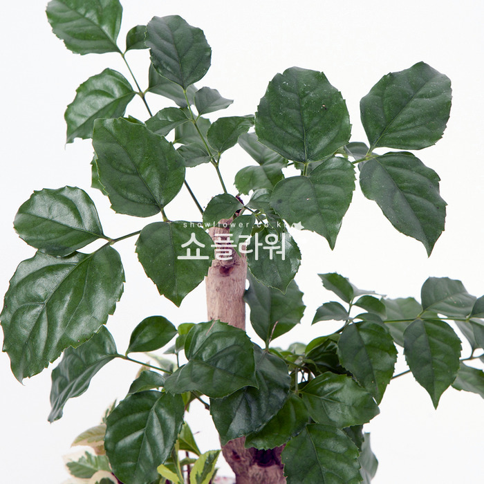 상세이미지