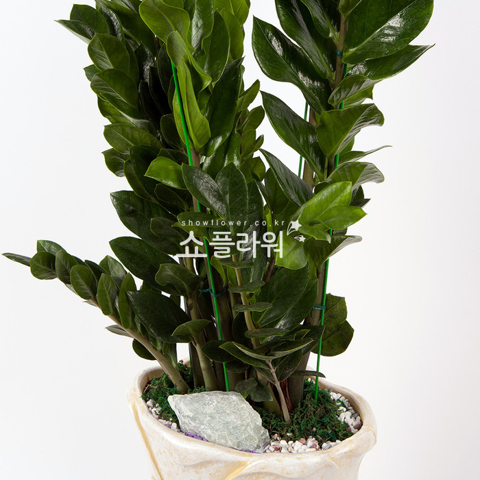 상세이미지