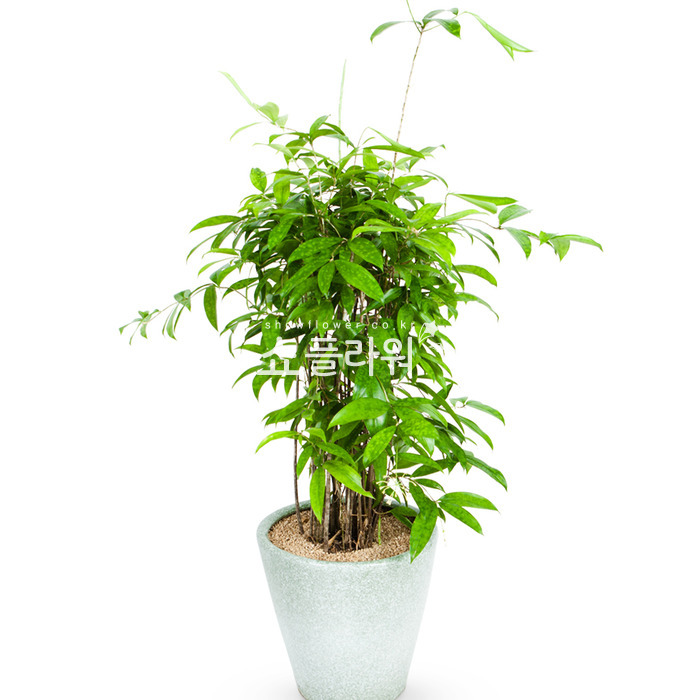 상세이미지