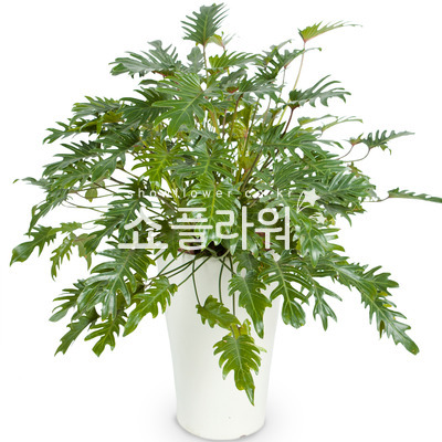 셀렘