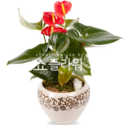 안시리움