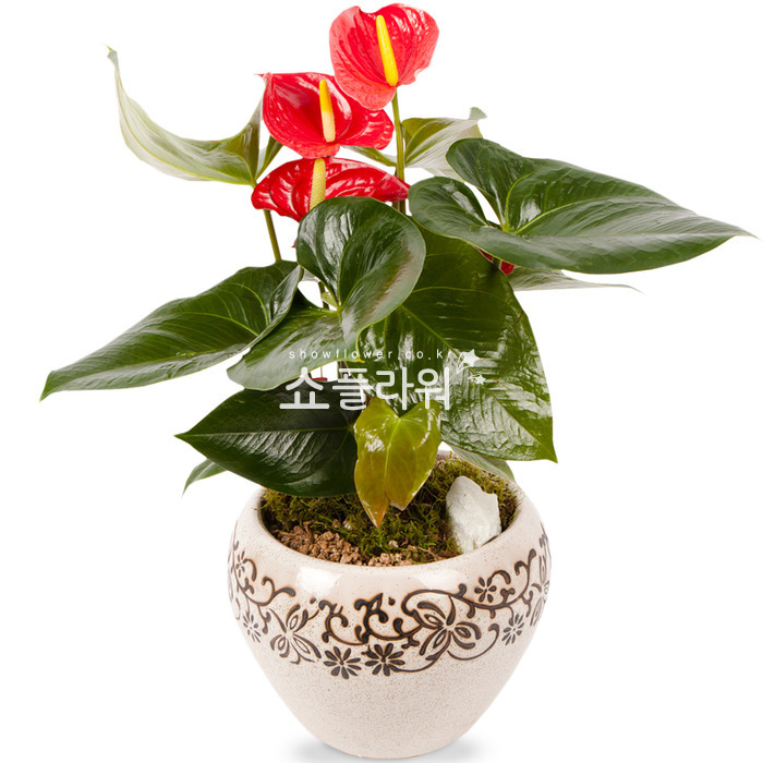상세이미지