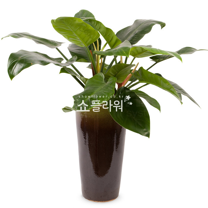 상세이미지