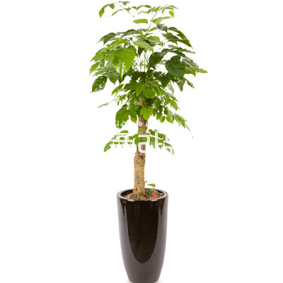 녹보수