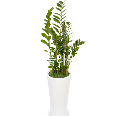 금전수(돈나무)