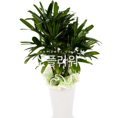 관음죽