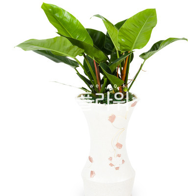 콩고