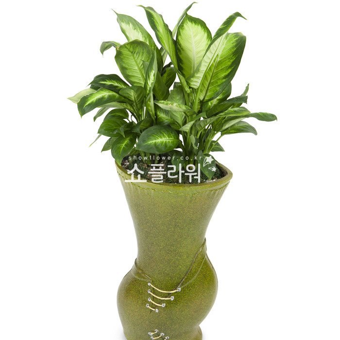 상세이미지