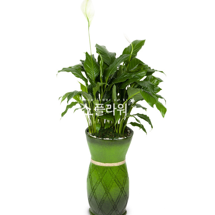 상세이미지