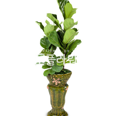 떡갈잎 고무나무 (특호)