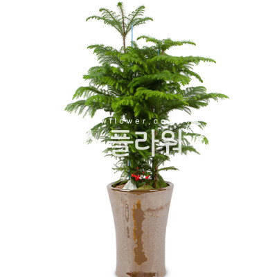 알로카리아