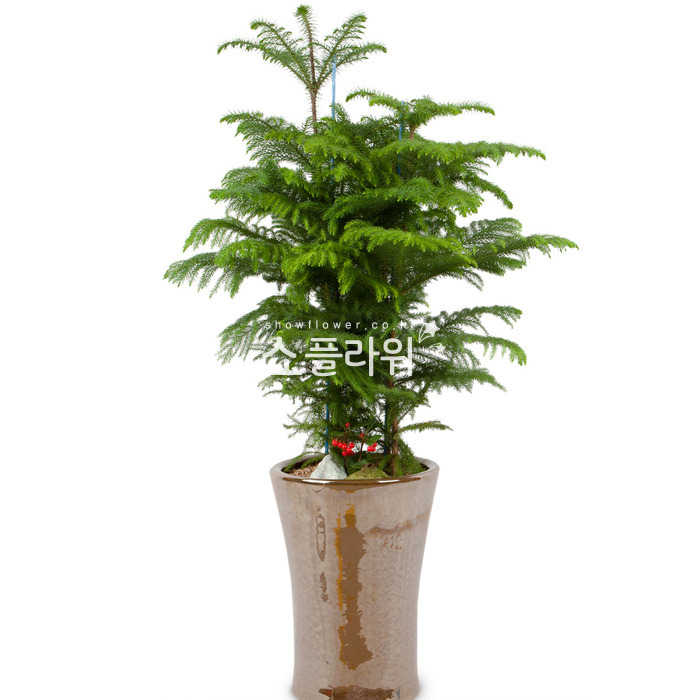 상세이미지