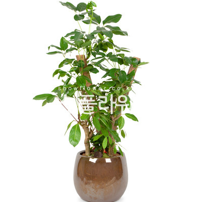 대엽홍콩