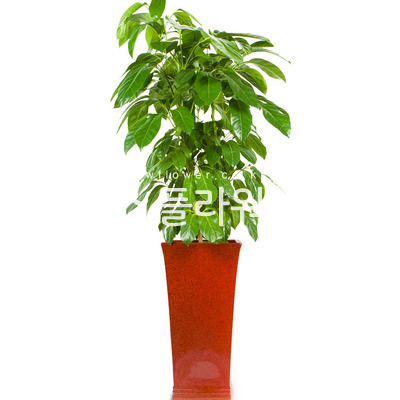 대엽홍콩2