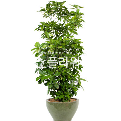 청목1