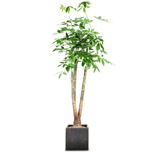 파키라3
