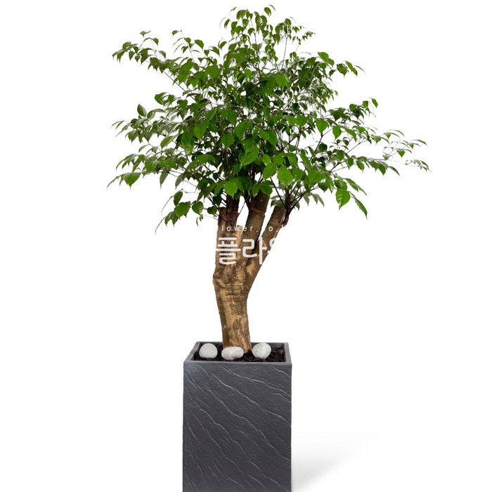 상세이미지