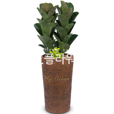 고무나무(대품)