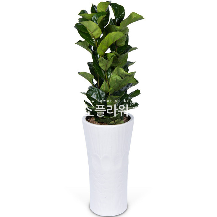 상세이미지