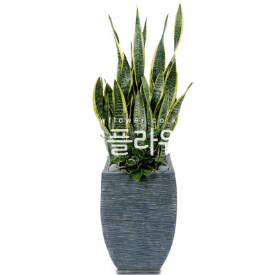 산세베리아