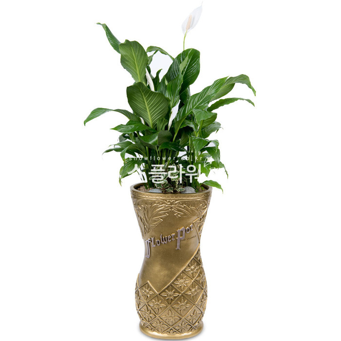상세이미지
