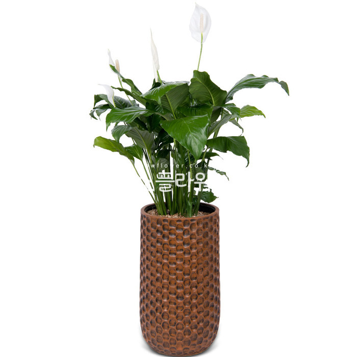 상세이미지