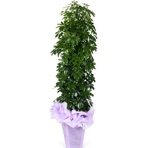 홍콩야자대품
