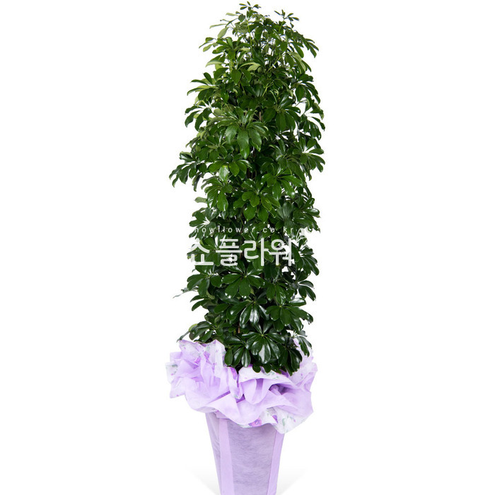 상세이미지
