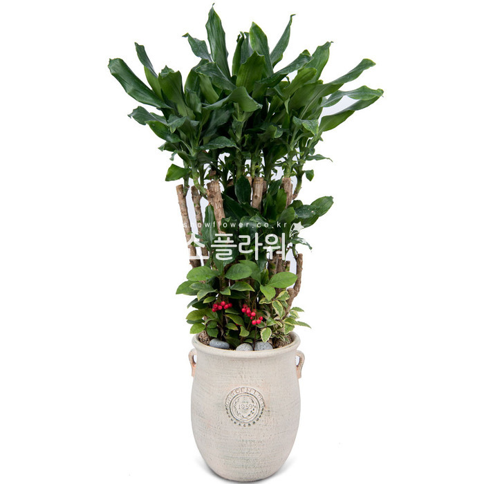 상세이미지