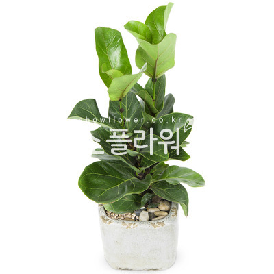 떡갈