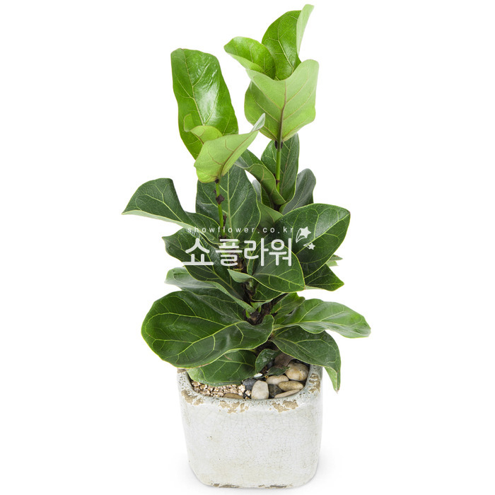 상세이미지