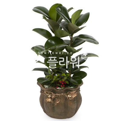 고무나무