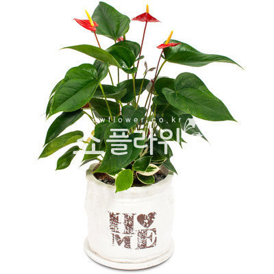 안시리움(신상품)