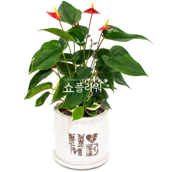 상세이미지