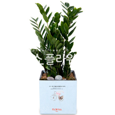 금전수