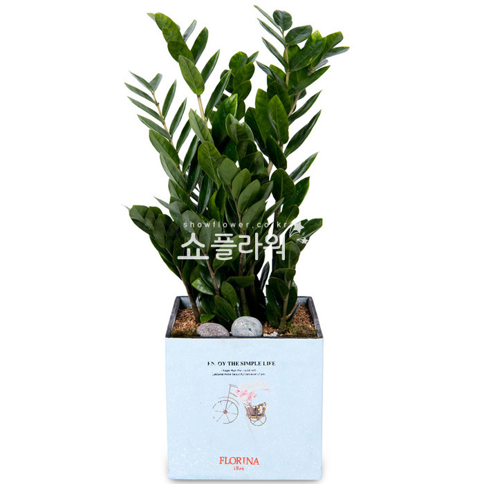 상세이미지