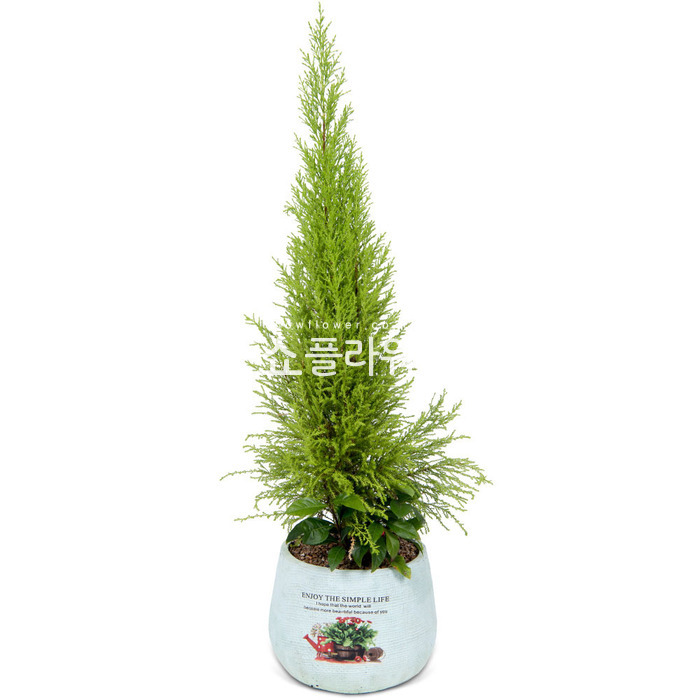 상세이미지