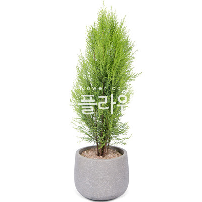 율마(마블분)
