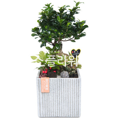 인삼팬다