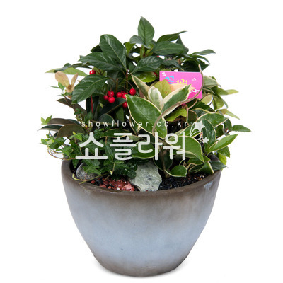 모듬식물