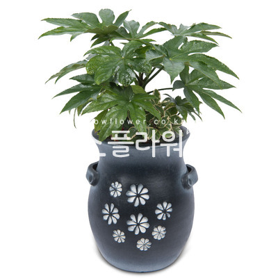 팔손이(탁상용)