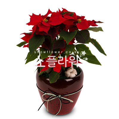 포인세치아